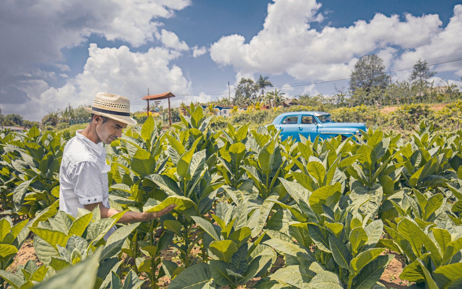 Tobacco plantation located in Viñales, Pinar del Rio, Cuba.